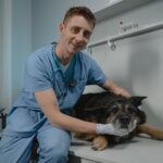 Analdrüsenentzündung beim Hund