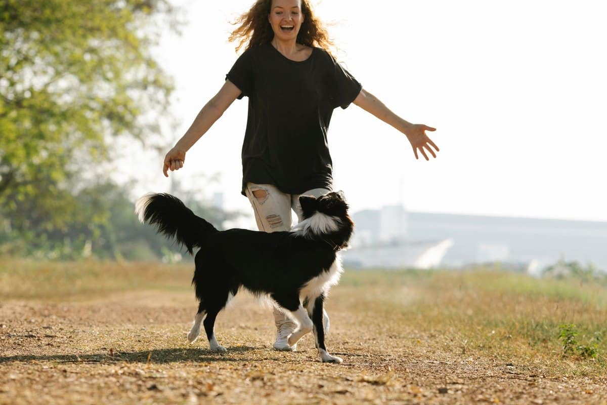 Analdrüsenentzündung beim Hund – go4vet