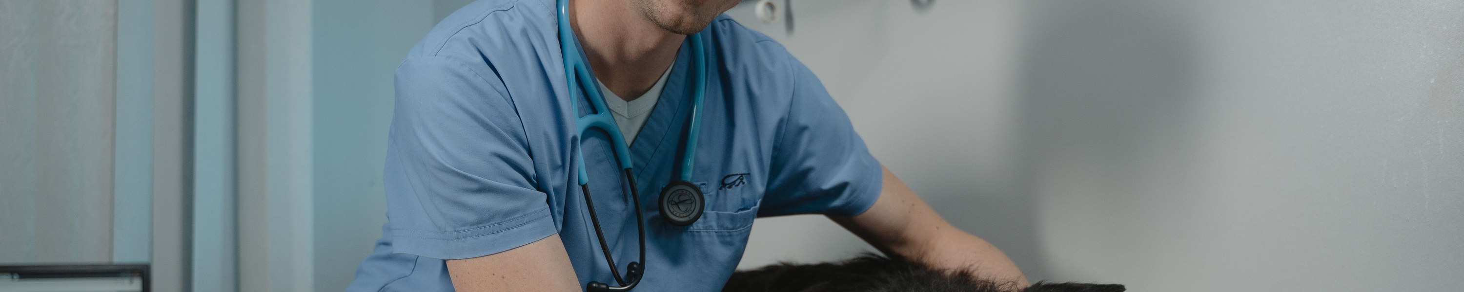 Analdrüsenentzündung beim Hund