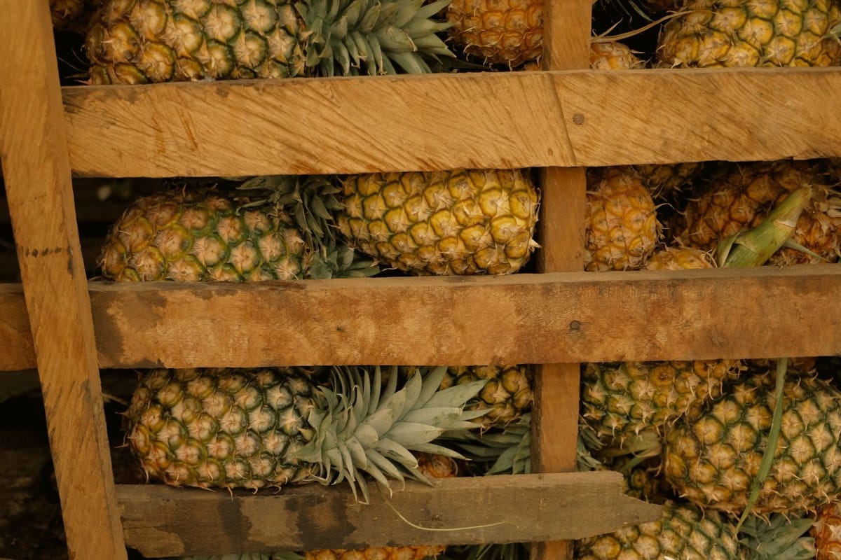 Dürfen Katzen Ananas essen? Tropischer Snack für Vierbeiner – go4vet
