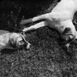 Anaplasmose beim Hund