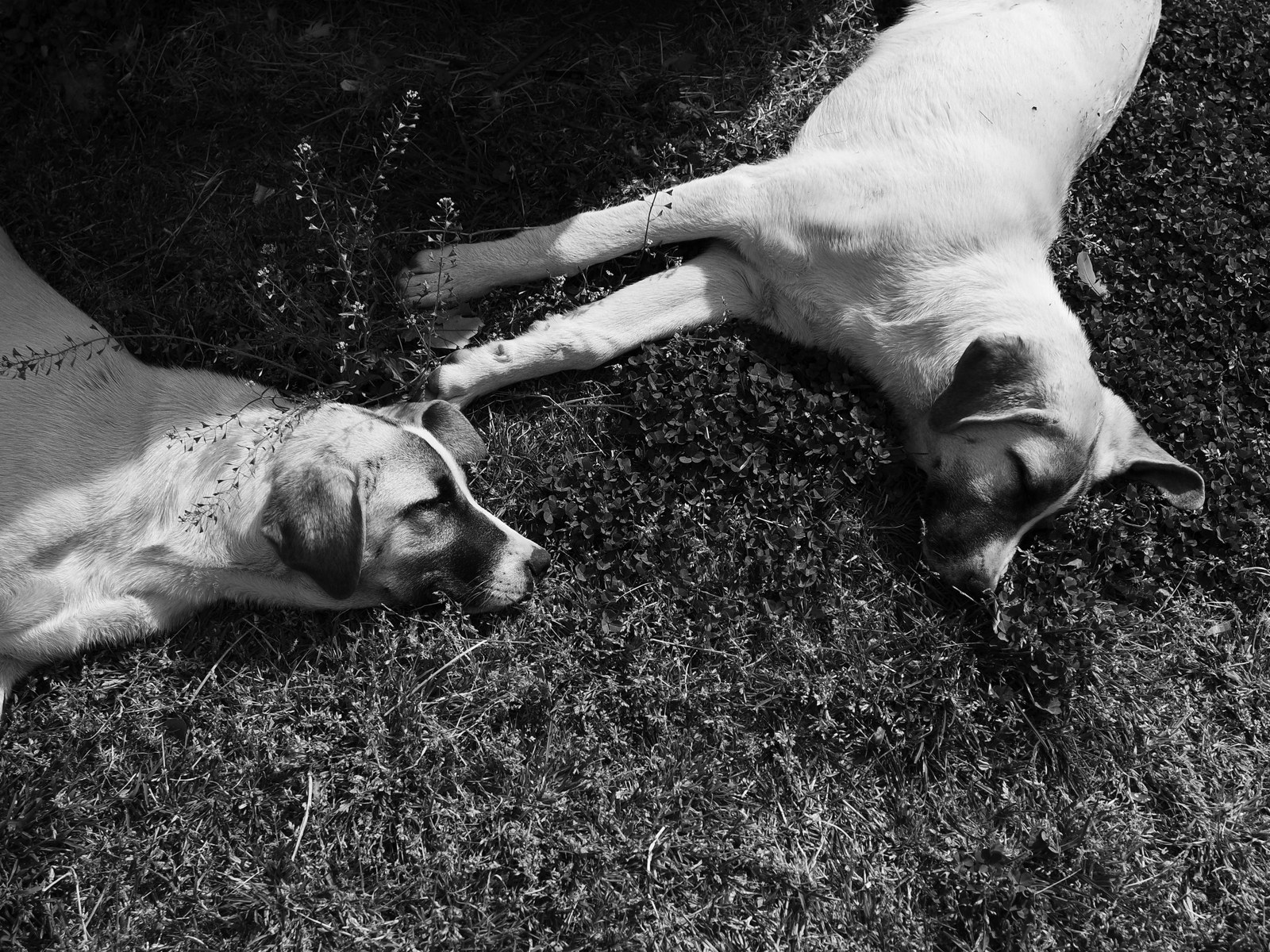 Anaplasmose beim Hund