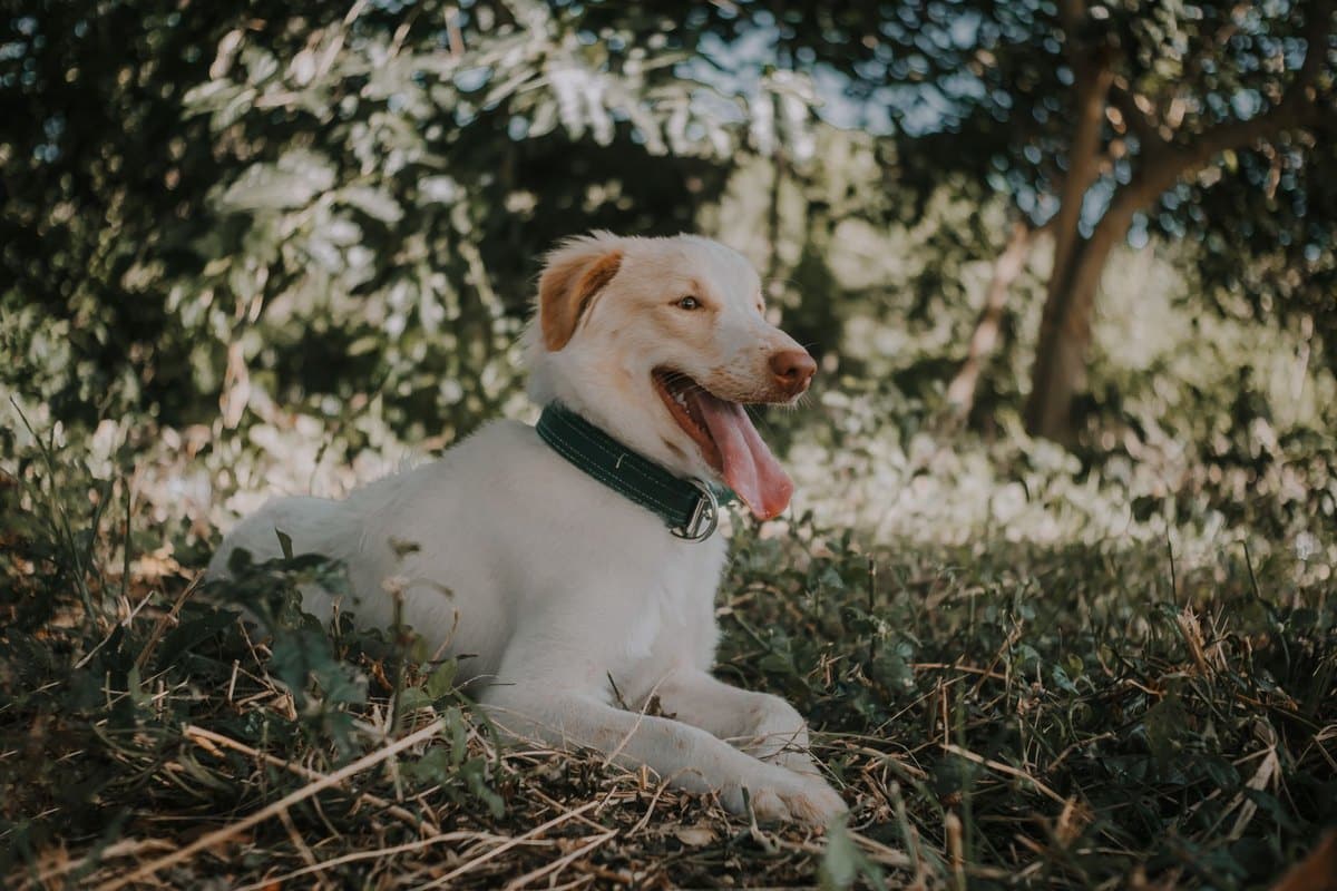 Anaplasmose beim Hund – go4vet