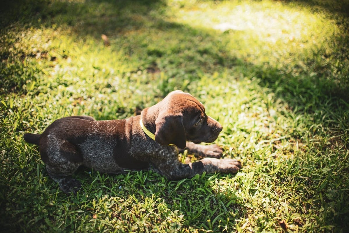 Anaplasmose beim Hund – go4vet