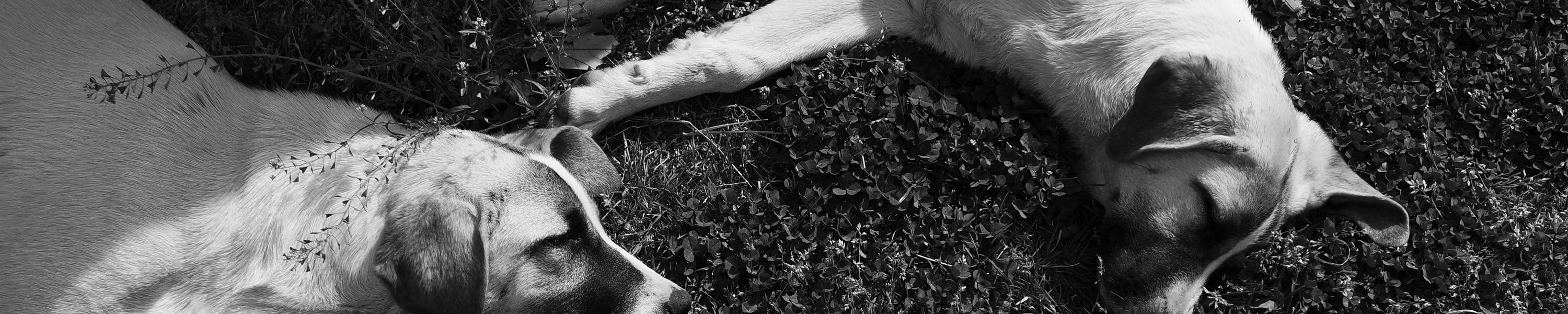 Anaplasmose beim Hund