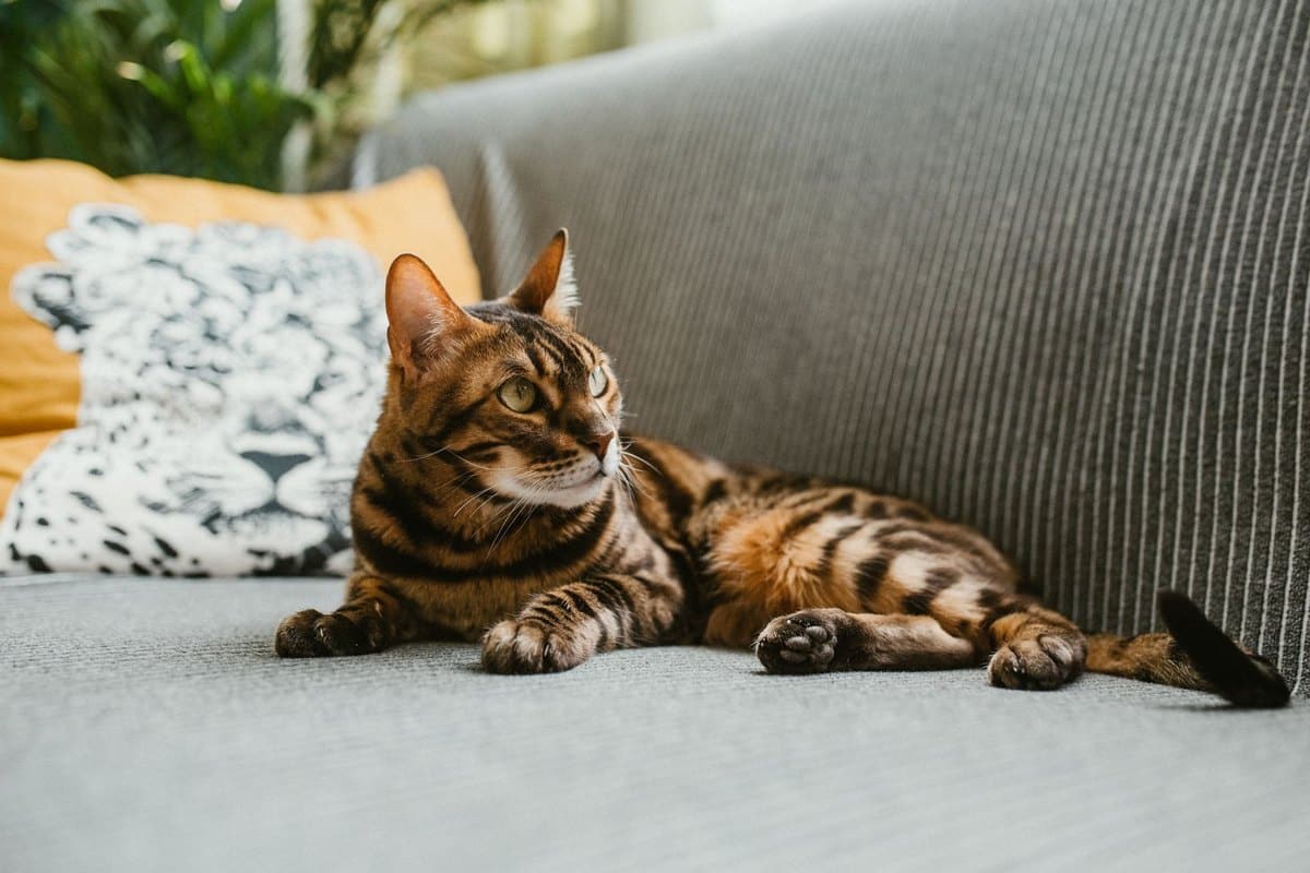 Anaplasmose bei Katzen – go4vet