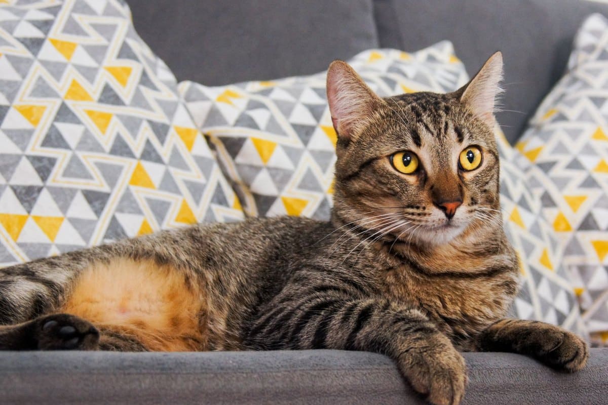Anaplasmose bei Katzen – go4vet