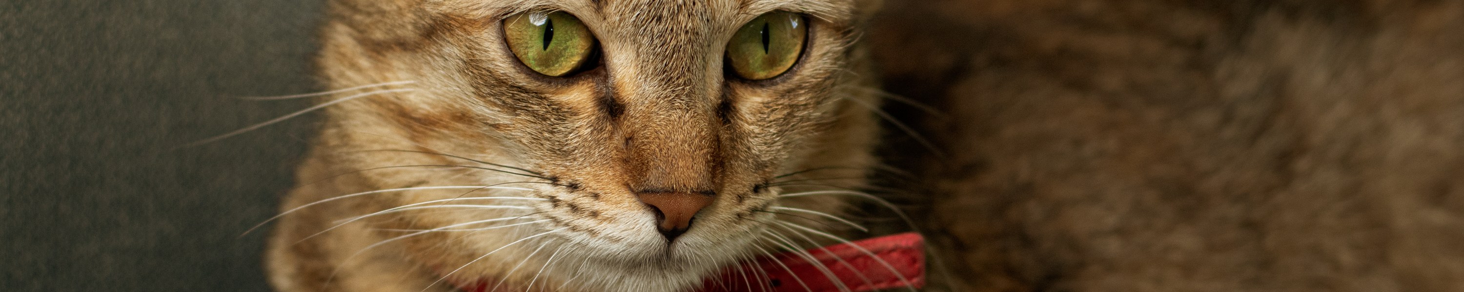 Anaplasmose bei Katzen