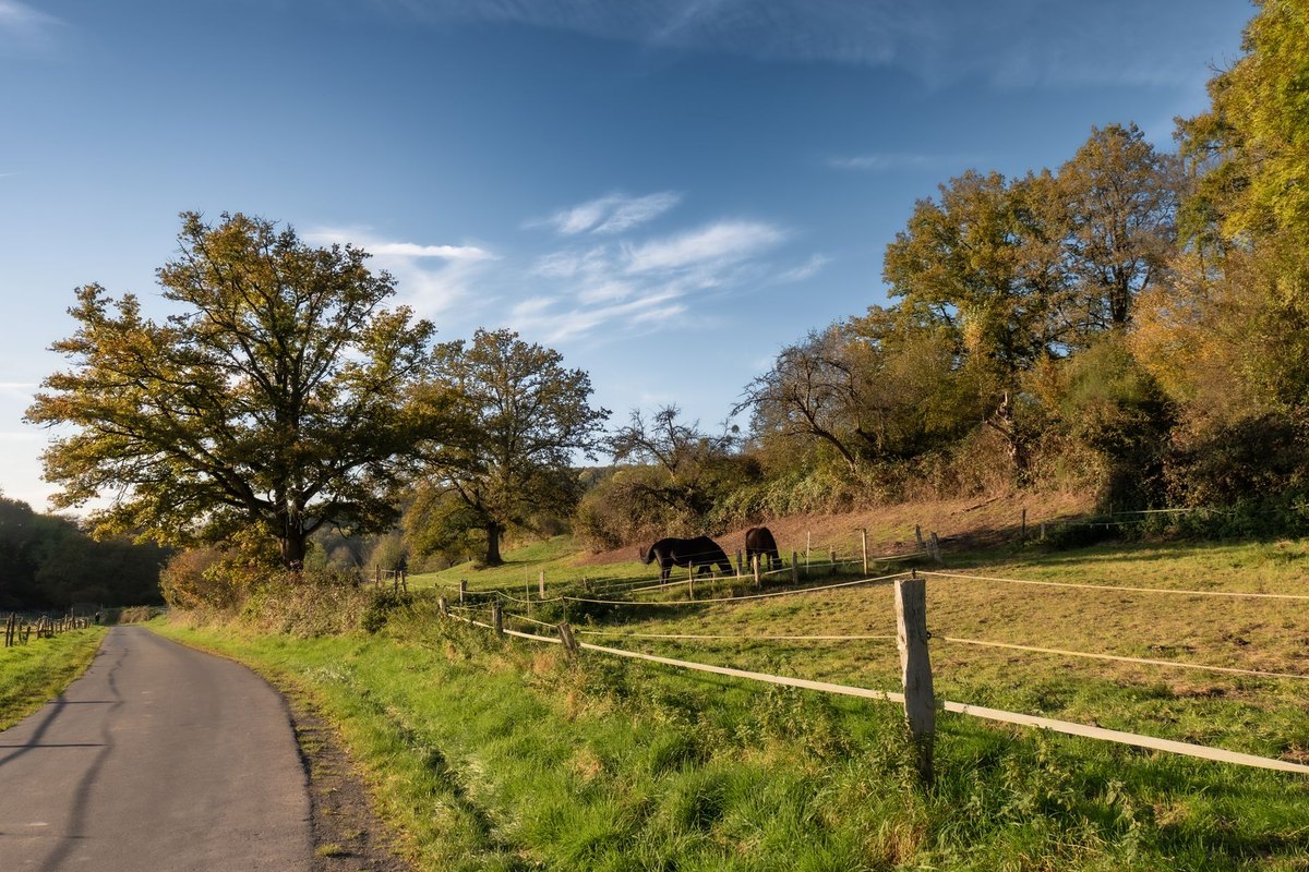 Anatomie des Pferdeauges – go4vet