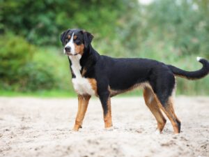 Appenzeller Sennenhund