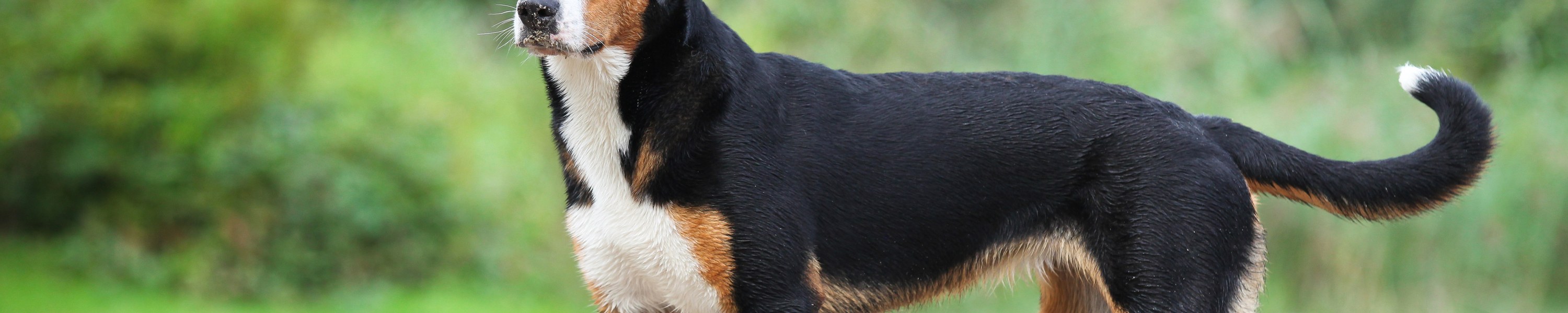 Appenzeller Sennenhund