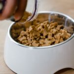 Artgerechte Ernährung für Hunde