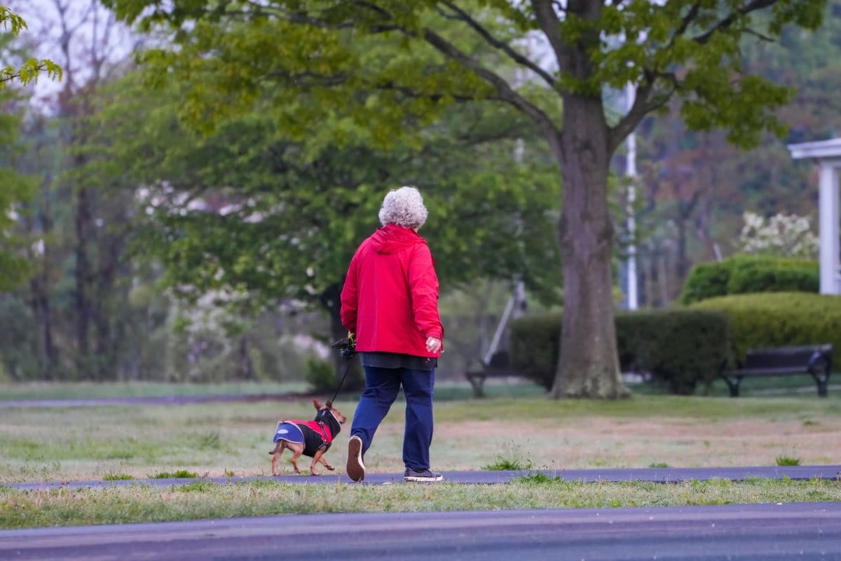 Arthrose beim Hund: Symptome, Behandlung & Schmerzlinderung – go4vet