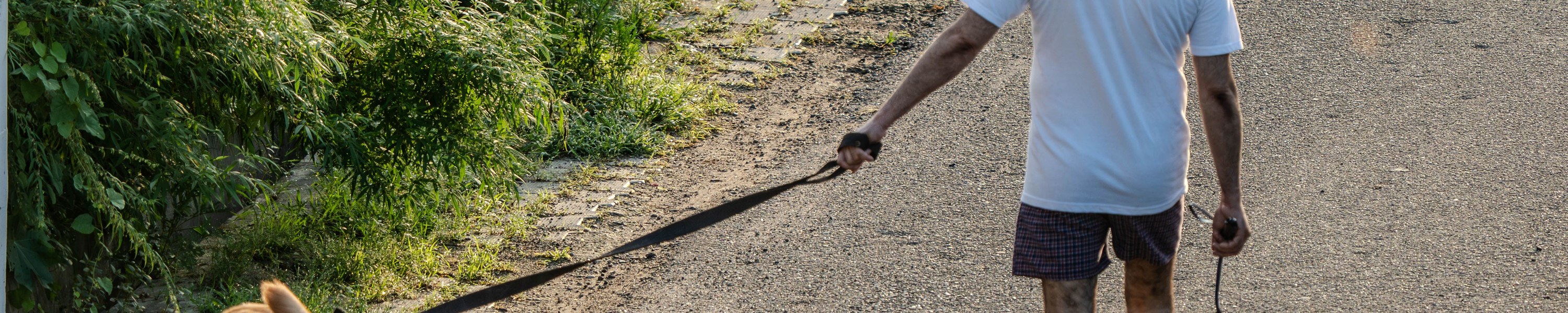 Arthrose beim Hund: Symptome, Behandlung & Schmerzlinderung