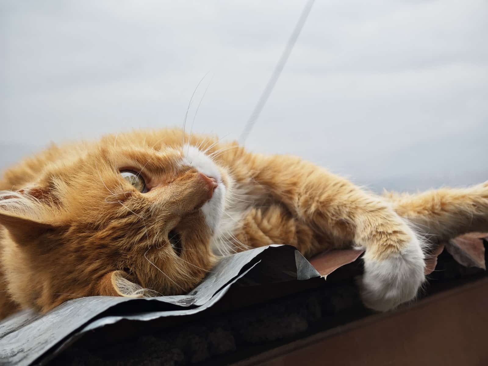 Arthrose bei Katzen: Anzeichen, die viele Halter übersehen
