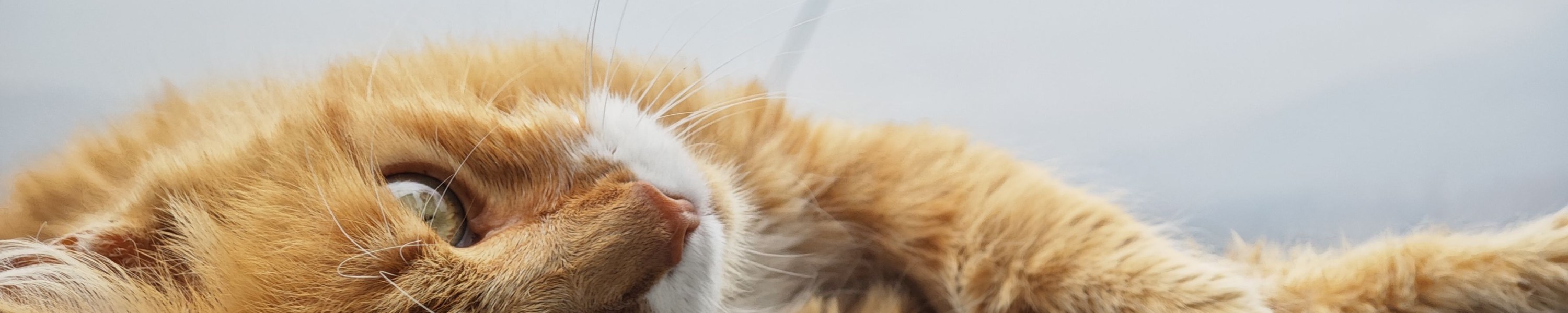 Arthrose bei Katzen: Anzeichen, die viele Halter übersehen