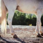 Arthrose beim Pferd: Symptome, Therapie & Bewegungs-Management