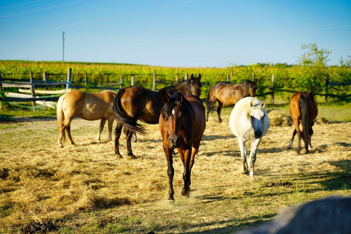 Arthrose beim Pferd: Symptome, Therapie & Bewegungs-Manageme – go4vet