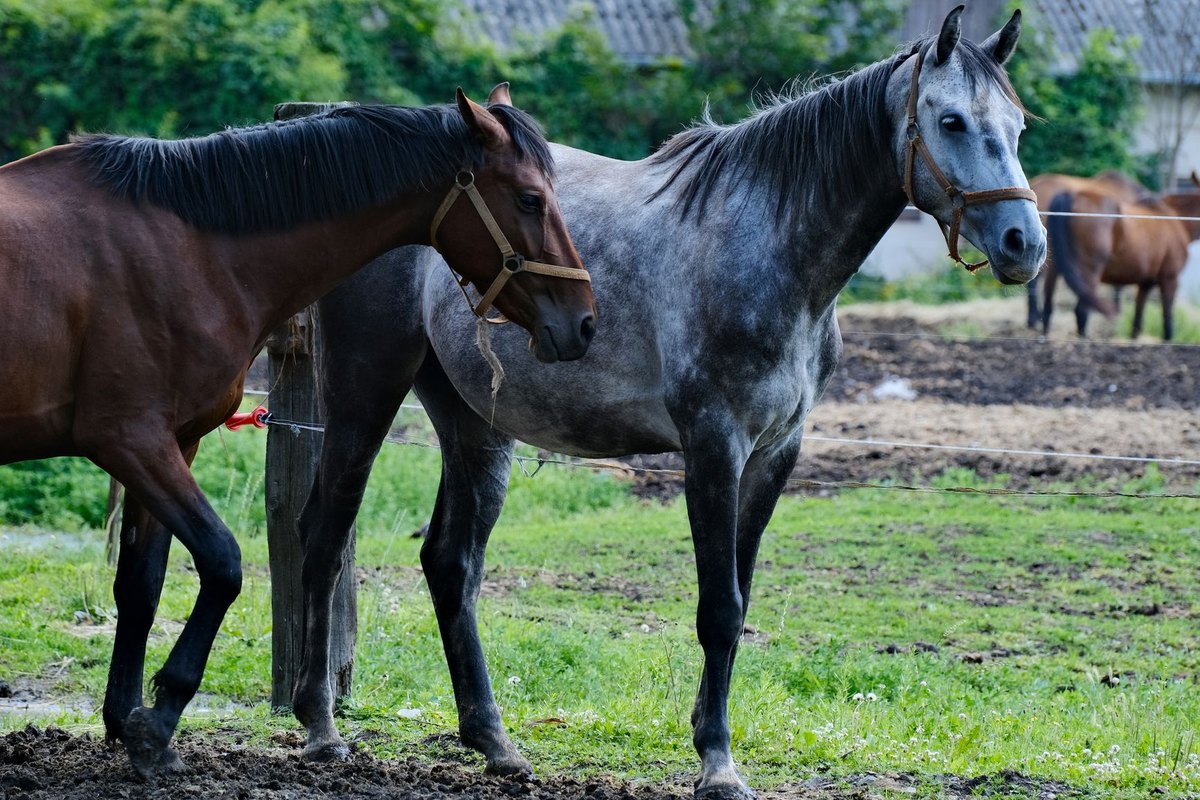 Arthrose beim Pferd: Symptome, Therapie & Bewegungs-Manageme – go4vet