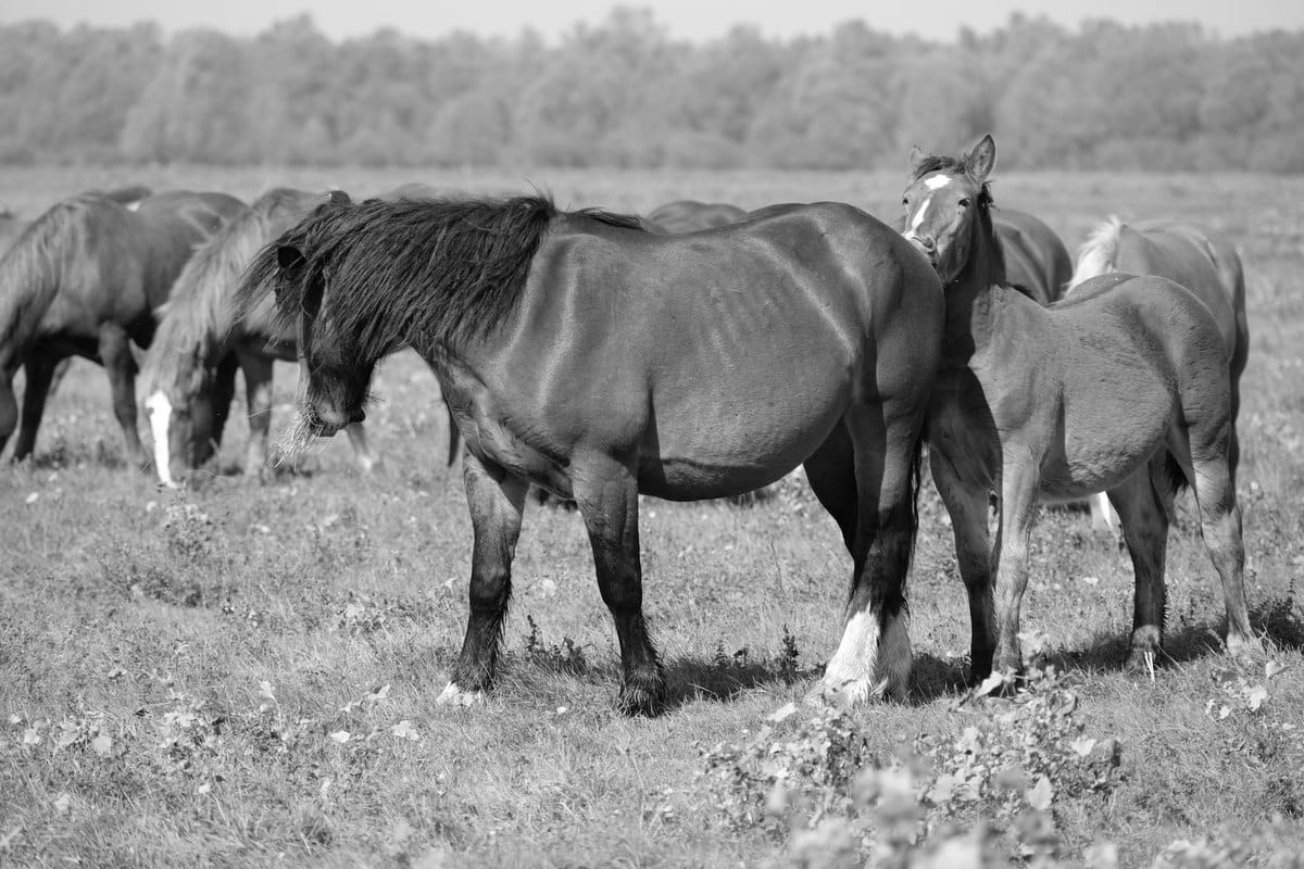 arthrovit vs arthrobol: welches sanovet-gelenkprodukt passt  – go4vet