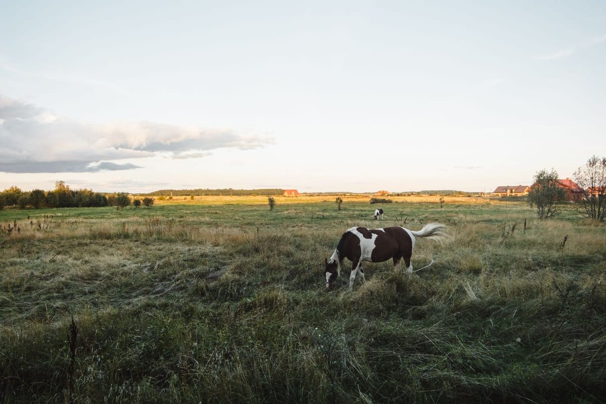 arthrovit vs arthrobol: welches sanovet-gelenkprodukt passt  – go4vet