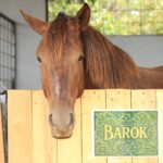 Ataxie beim Pferd: Ursachen, Diagnostik, Therapie