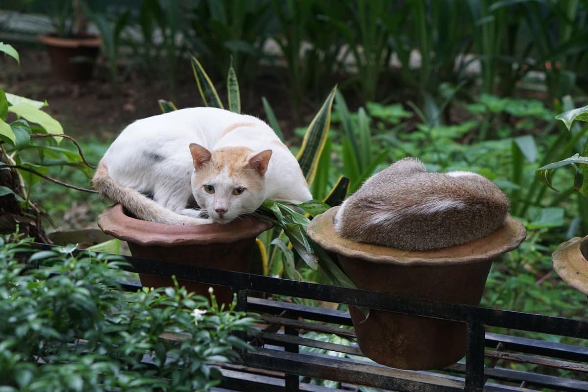 Atemnot bei Katzen: Notfall erkennen und richtig handeln – go4vet