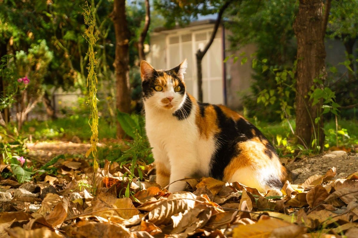 Atemnot bei Katzen: Notfall erkennen und richtig handeln – go4vet