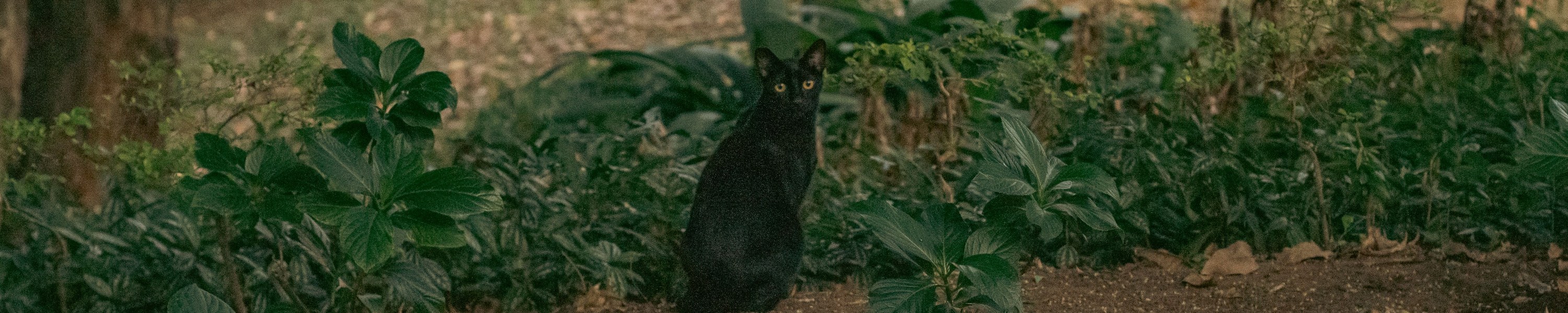 Atemnot bei Katzen: Notfall erkennen und richtig handeln