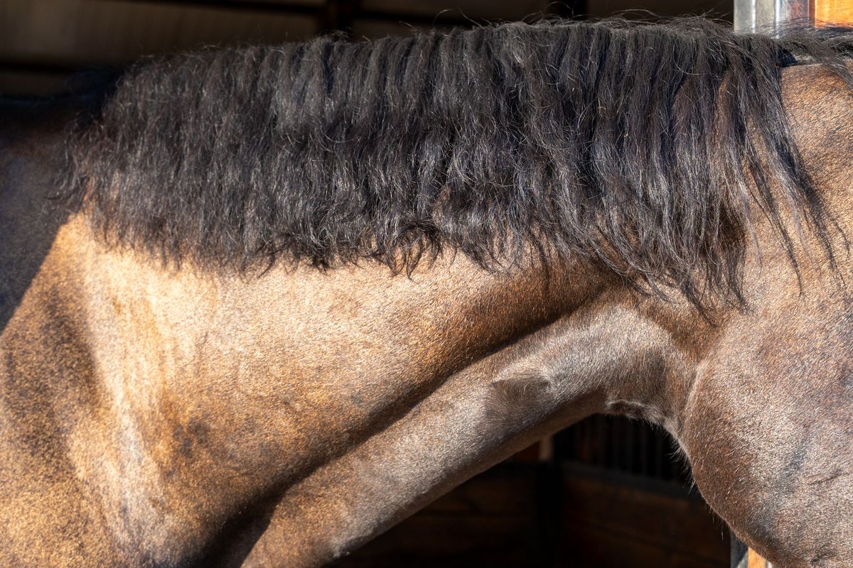 Atemwegserkrankungen beim Pferd: Diagnose, Behandlung & Vorb – go4vet