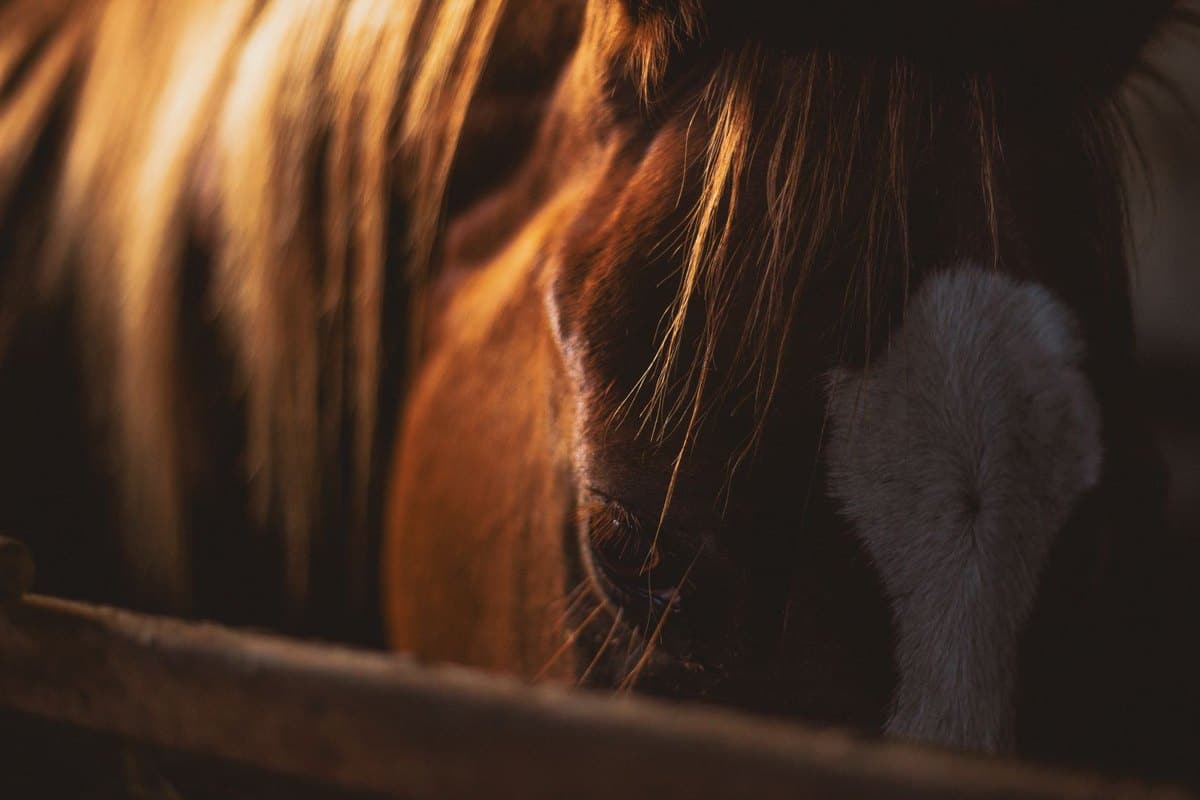 Atemwegserkrankungen beim Pferd: Diagnose, Behandlung & Vorb – go4vet