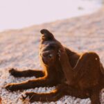 Atopische Dermatitis beim Hund: Ursachen und Therapie