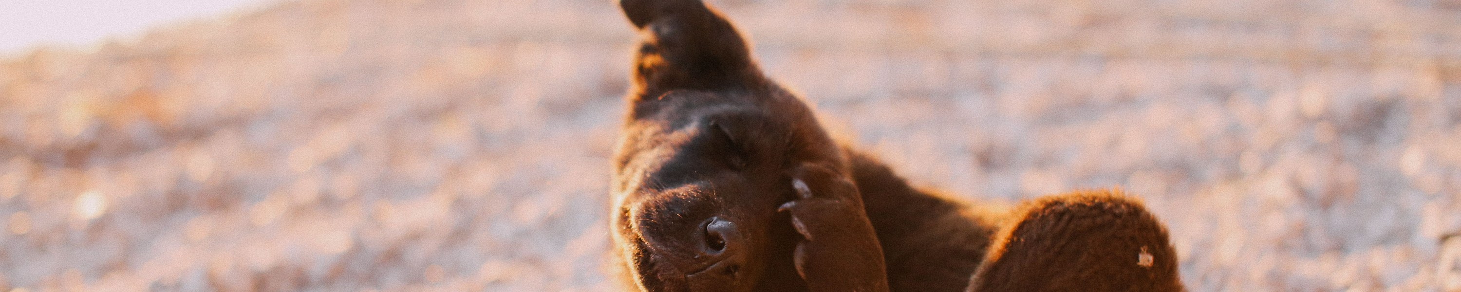 Atopische Dermatitis beim Hund: Ursachen und Therapie