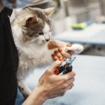 Augenpflege bei Katzen