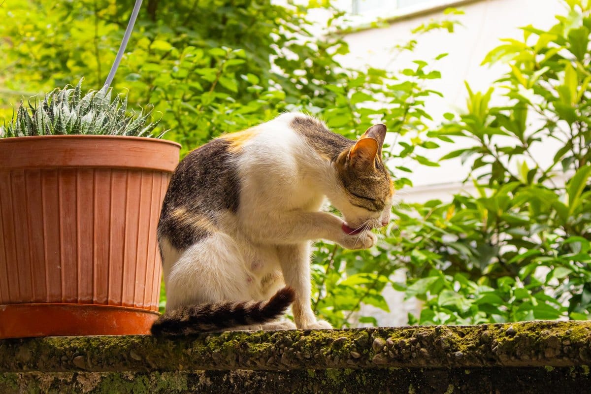 Augenpflege bei Katzen – go4vet