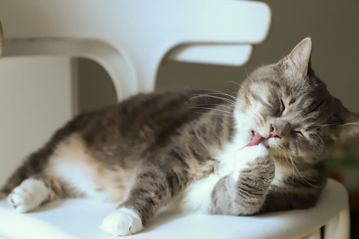 Augenpflege bei Katzen – go4vet