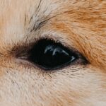 Augenpflege beim Hund – Krankheiten erkennen & vorbeugen