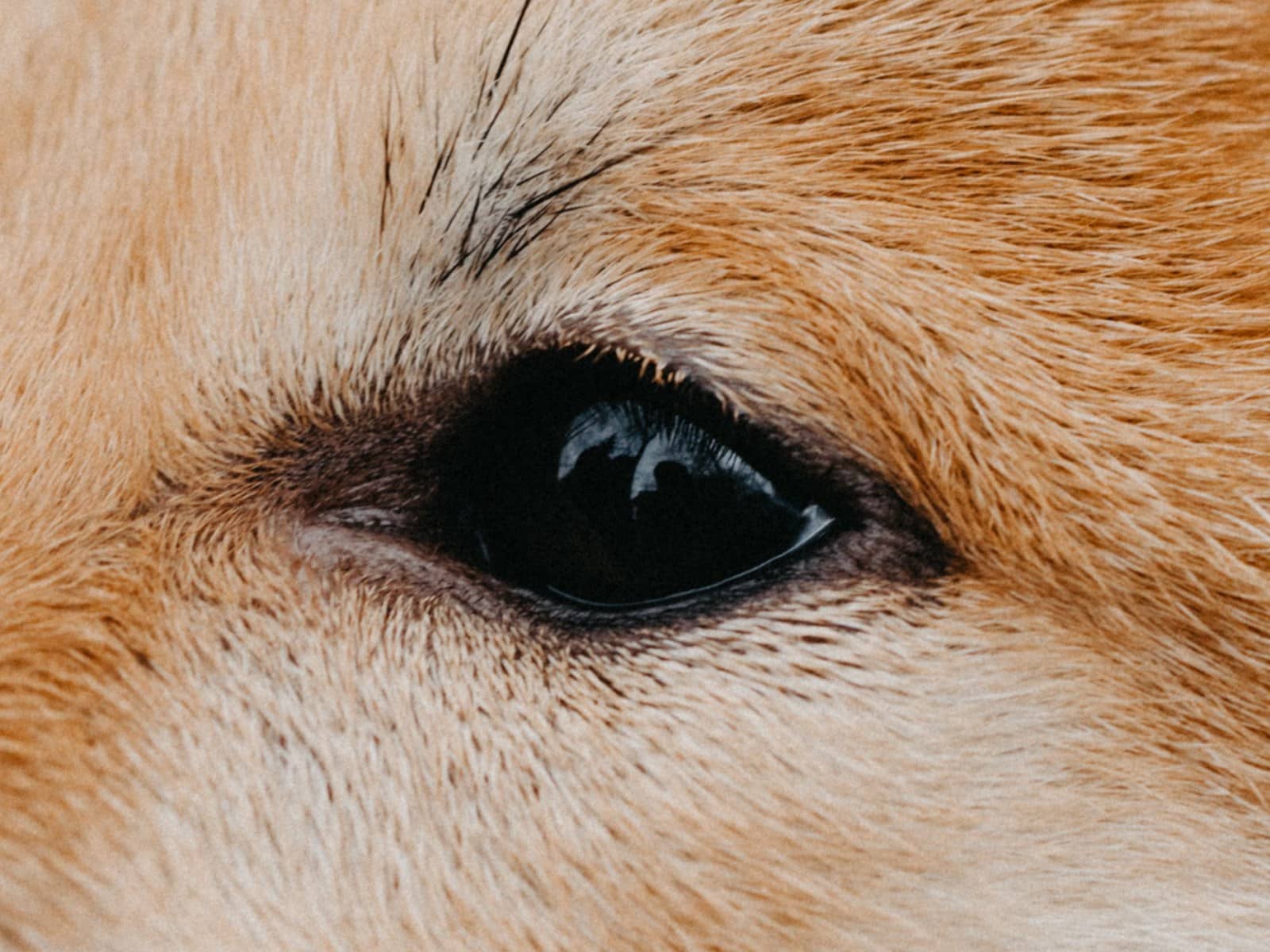 Augenpflege beim Hund – Krankheiten erkennen & vorbeugen