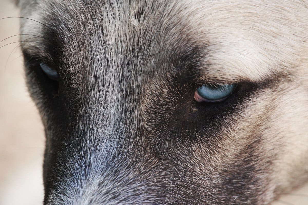 Augenpflege beim Hund – Krankheiten erkennen & vorbeug – go4vet