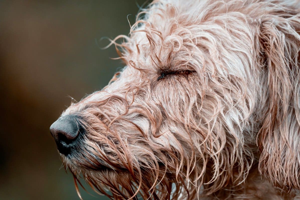 Augenpflege beim Hund – Krankheiten erkennen & vorbeug – go4vet