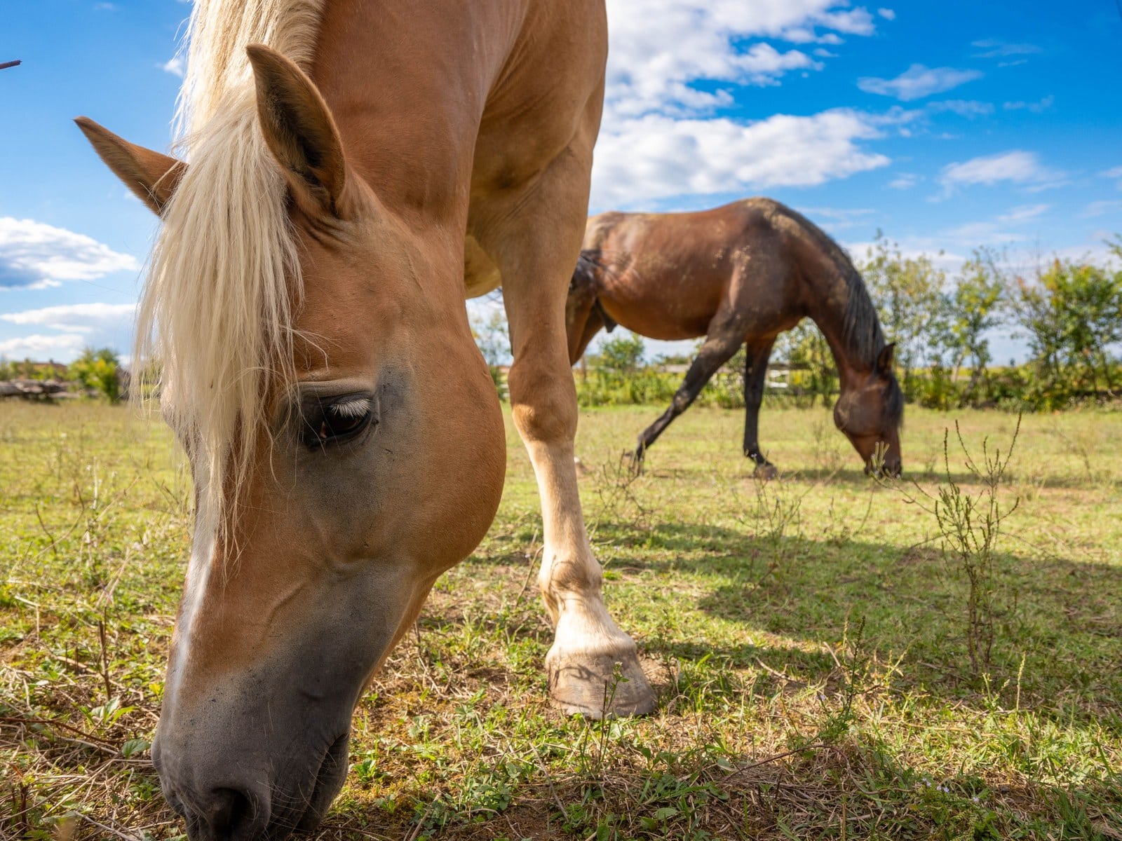 Augenreinigung beim Pferd