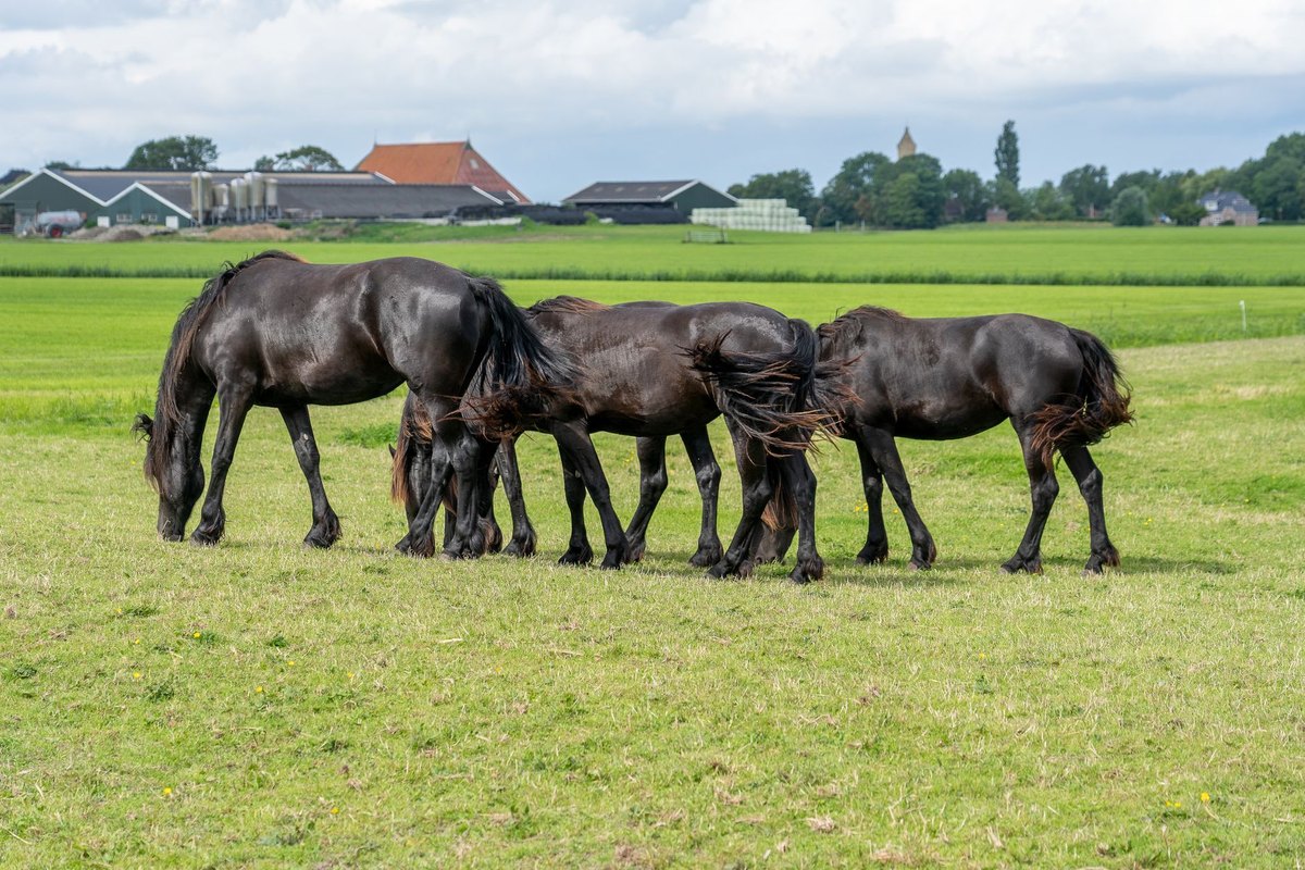 Augenreinigung beim Pferd – go4vet
