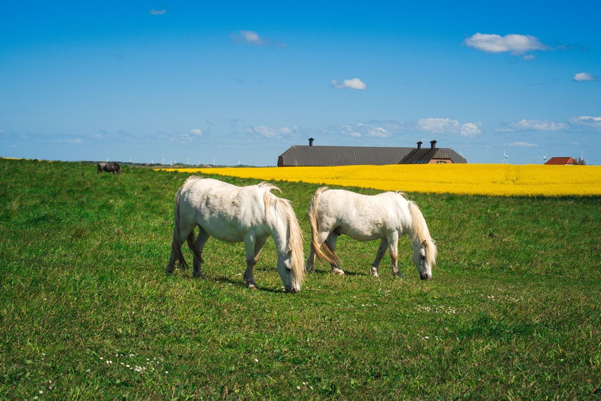 Augenreinigung beim Pferd – go4vet
