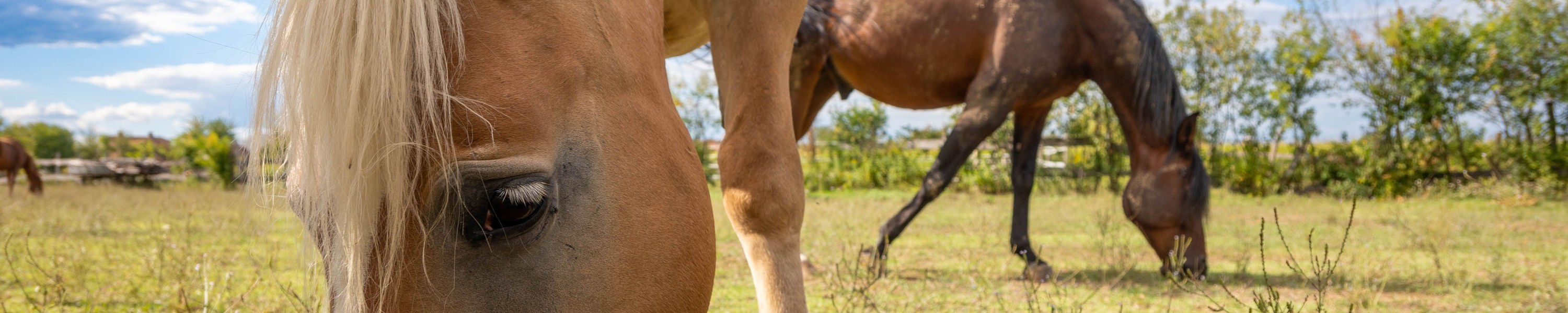 Augenreinigung beim Pferd