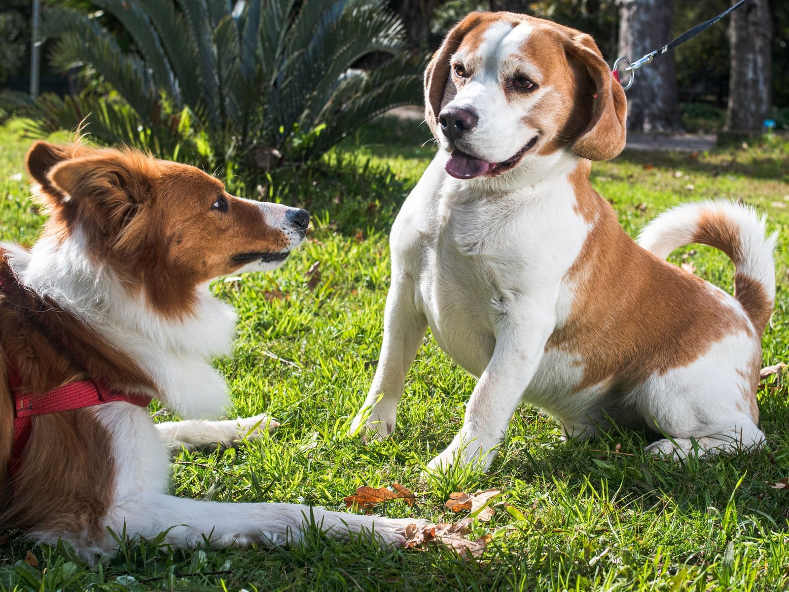 Augentropfen beim Hund