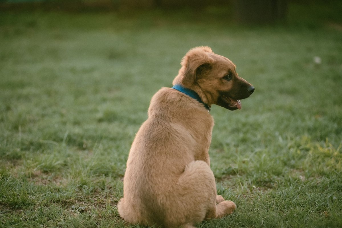 Augentropfen beim Hund – go4vet