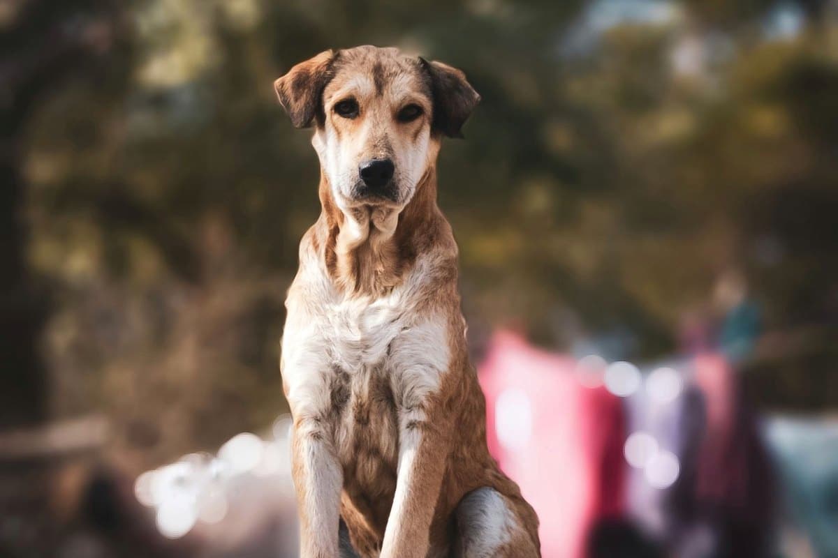 Augentropfen beim Hund – go4vet