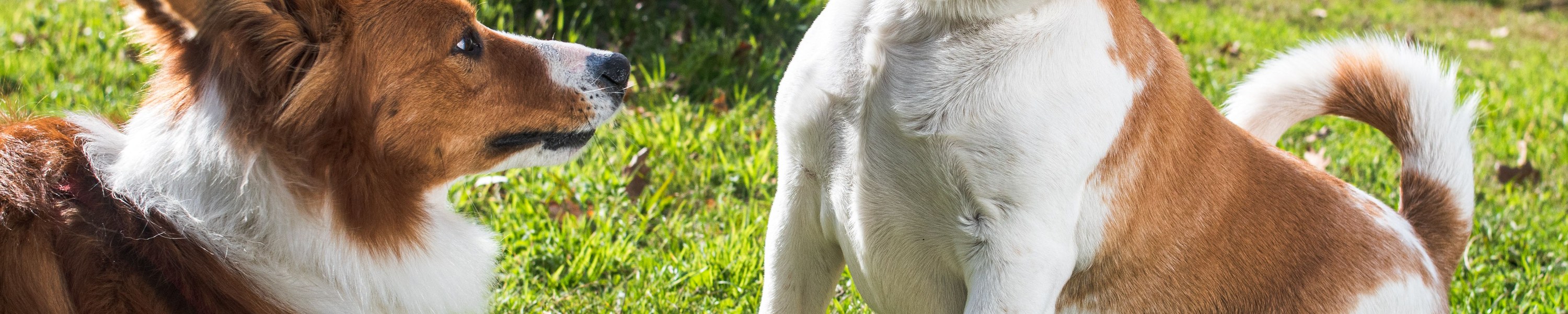 Augentropfen beim Hund