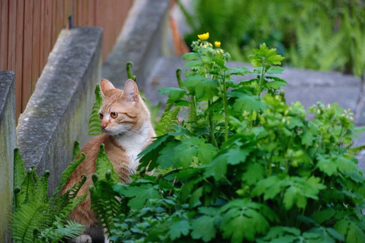 Augentropfen bei Katzen – go4vet