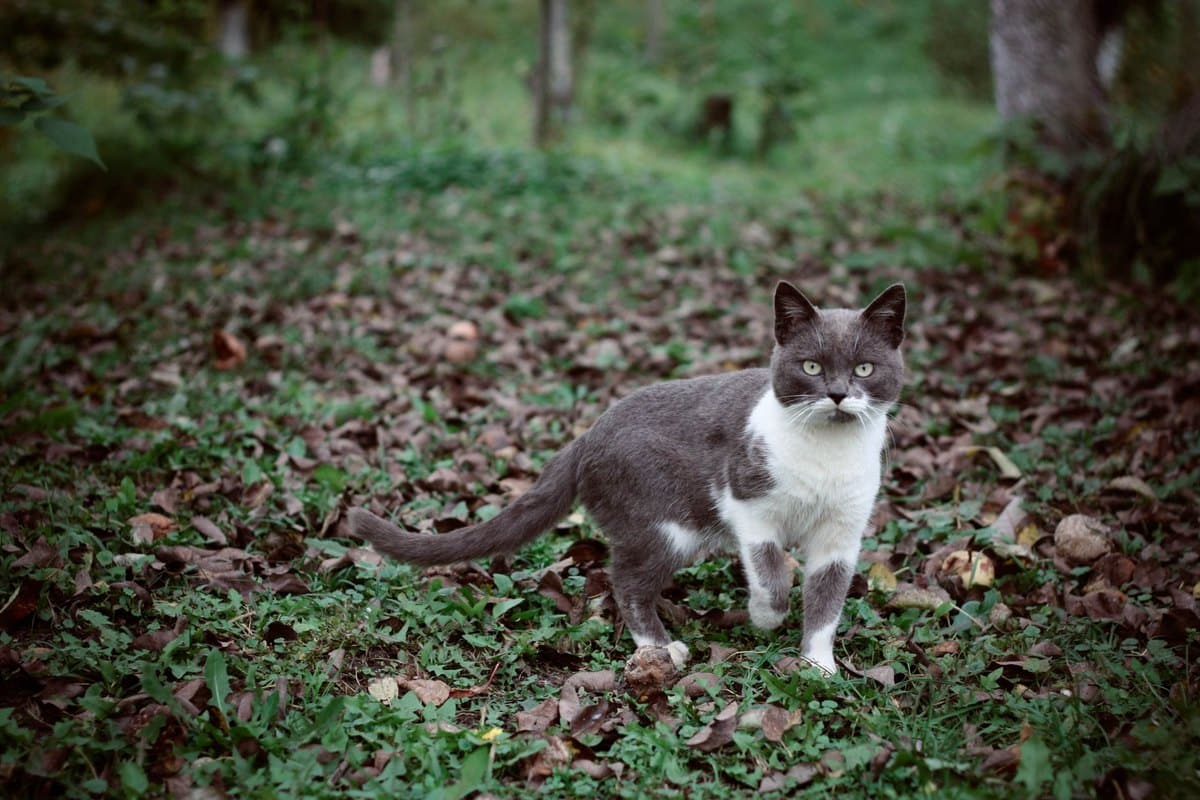 Augentropfen bei Katzen – go4vet